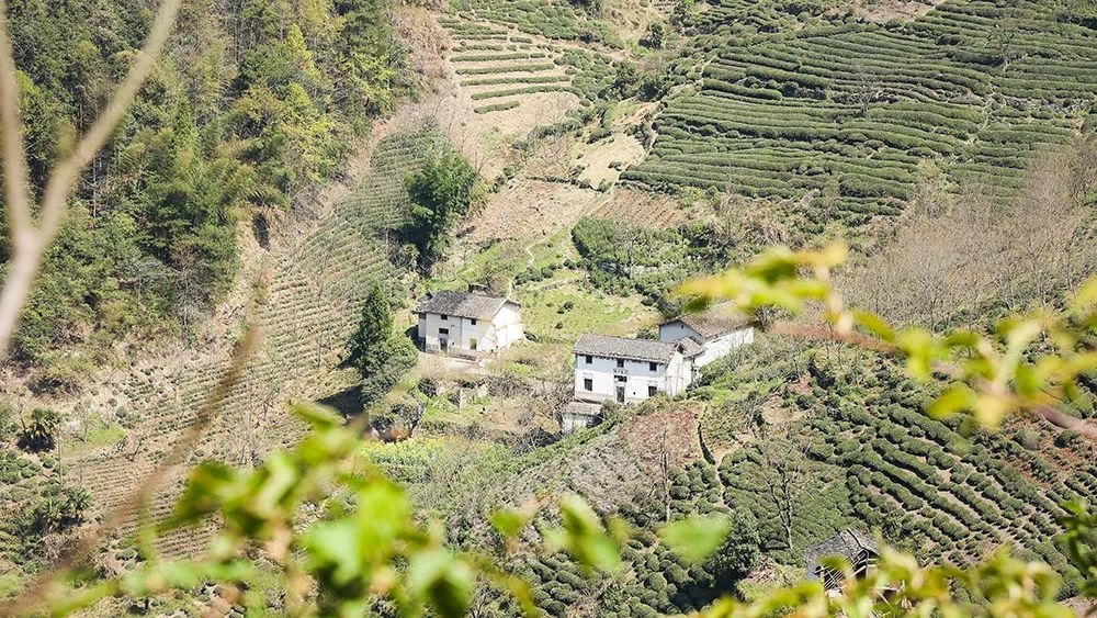 一叶创意 | 千岛湖茶:茶品牌如何借助农旅融合出新招?