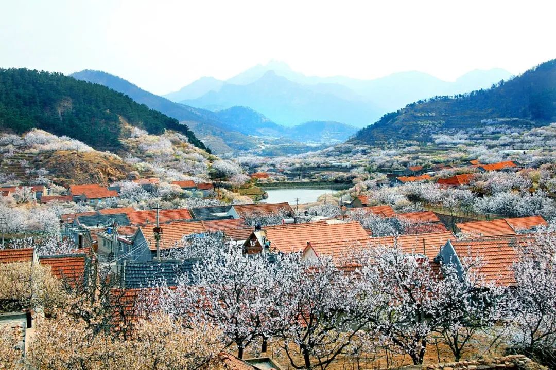 2021乡村振兴元年,看山东青岛如何打造齐鲁样板