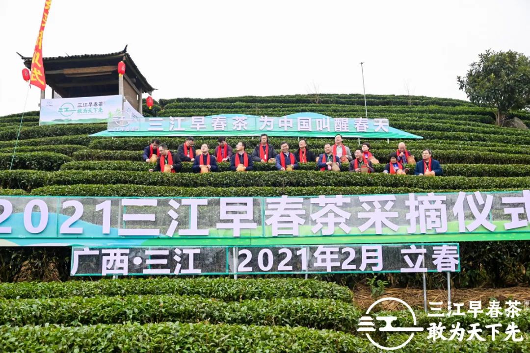 为中国叫醒春天！2021三江早春茶开采节盛大召开