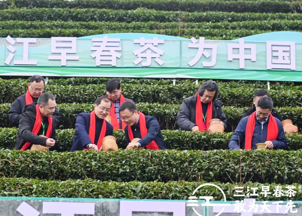 为中国叫醒春天！2021三江早春茶开采节盛大召开