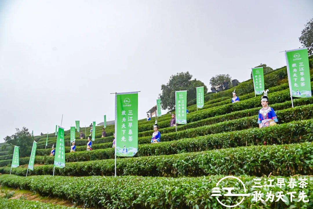 为中国叫醒春天！2021三江早春茶开采节盛大召开