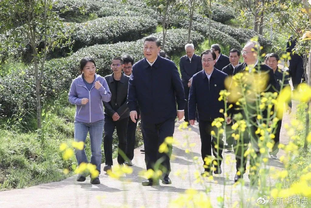 习近平:把茶文化、茶产业、茶科技这篇文章做好