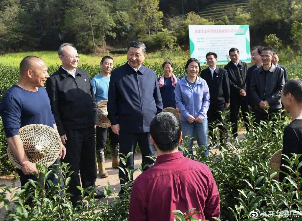 习近平:把茶文化、茶产业、茶科技这篇文章做好
