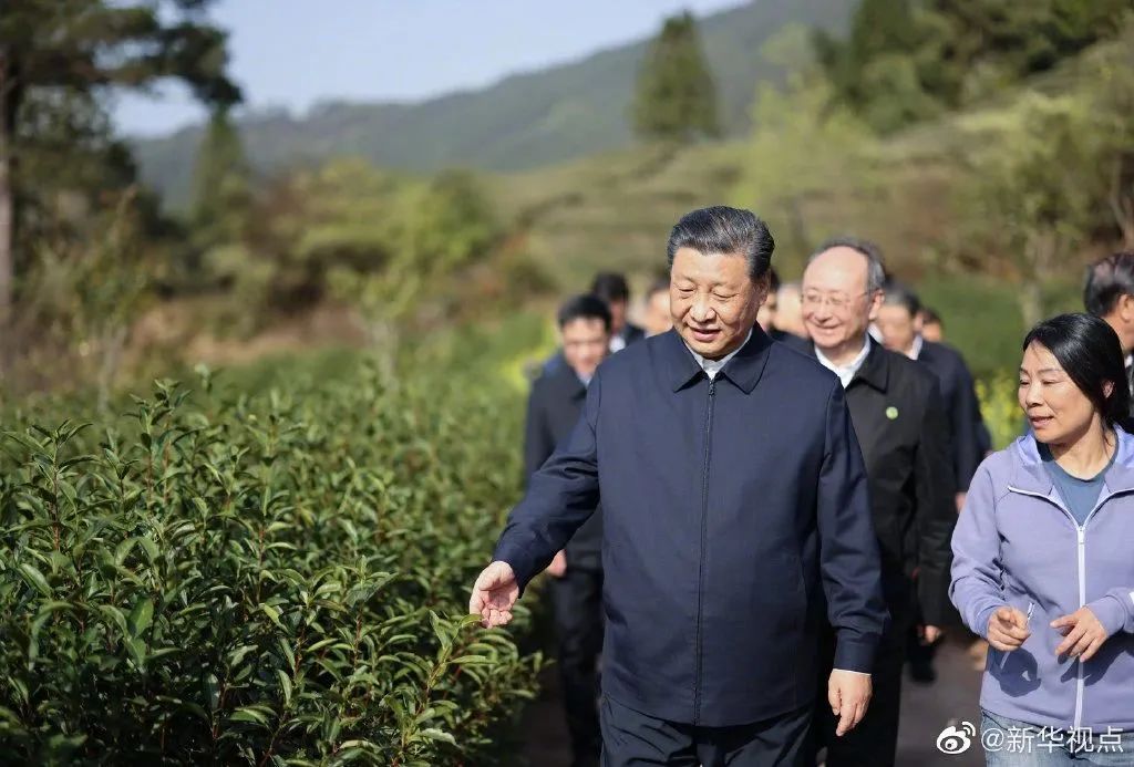 习近平:把茶文化、茶产业、茶科技这篇文章做好