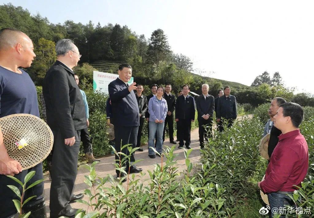 习近平:把茶文化、茶产业、茶科技这篇文章做好
