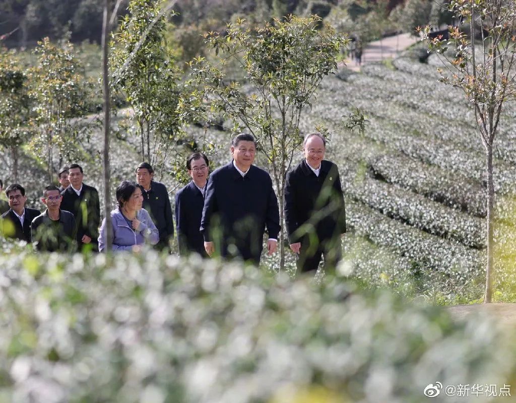 习近平:把茶文化、茶产业、茶科技这篇文章做好