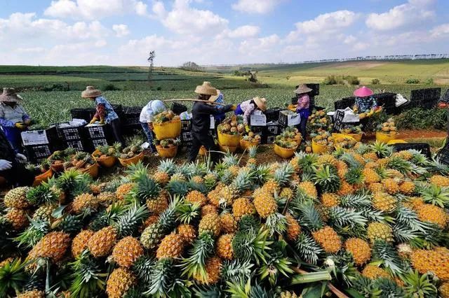 登上央视、身价涨10倍、霸屏热搜……广东徐闻菠萝凭啥?
