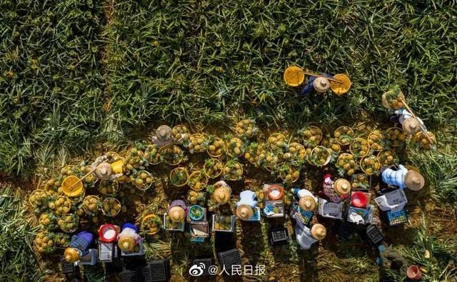 登上央视、身价涨10倍、霸屏热搜……广东徐闻菠萝凭啥?
