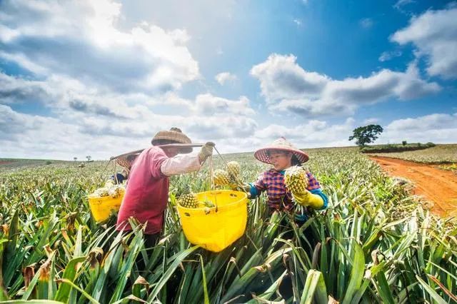 登上央视、身价涨10倍、霸屏热搜……广东徐闻菠萝凭啥?