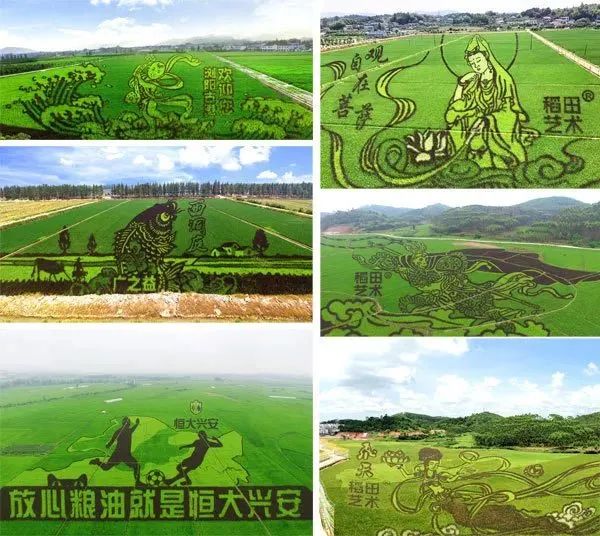 小小稻田创意满满！休闲农业升级可以这么酷！