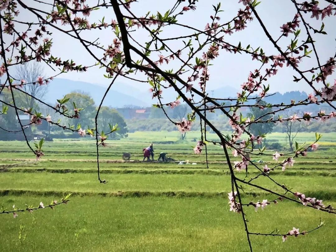 中国乡村振兴的五个根本问题（上）