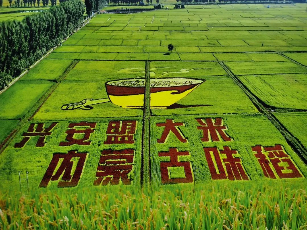 一年增收1.5亿!兴安盟大米如何“弯道超车”?