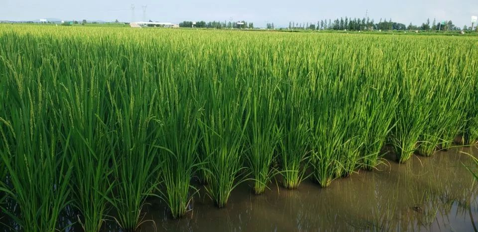 湖北襄阳：厚植品牌发展基础 推广农业名片集群