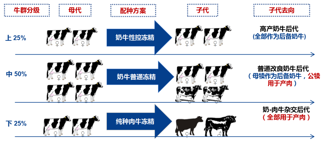 苏华维:奶公犊饲养与模式实践