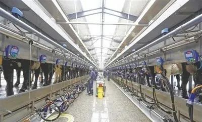 探析宁夏奶产业高质量发展路径：扬长补短，行稳致远