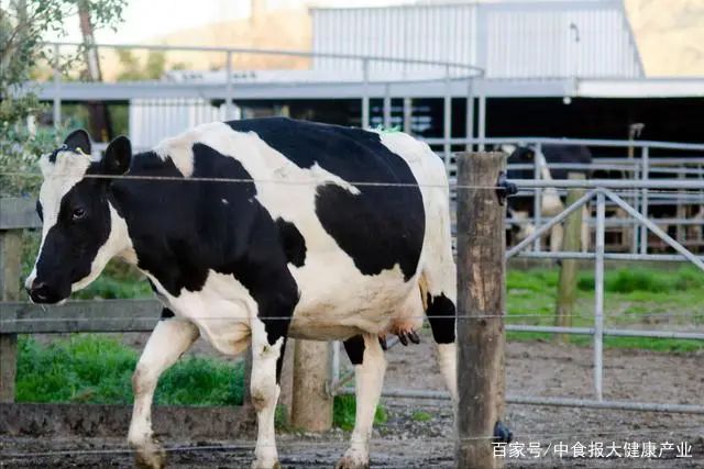 加快实现我国奶业全面振兴