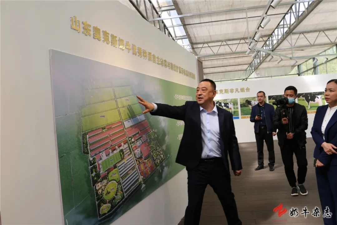 山东济南开建高水平奶牛优秀种质培育与高效扩繁基地