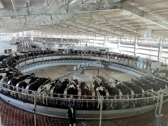 总产值达45亿元!我国这地奶业发展势头强劲
