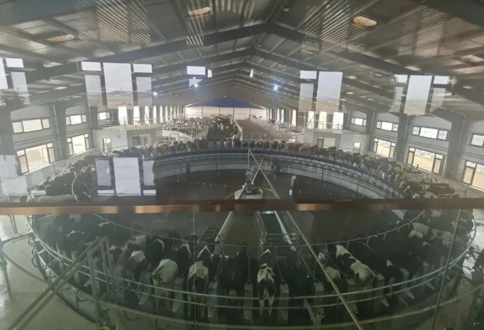 灵武全面发力，打造“黄金奶源”高质量养殖基地