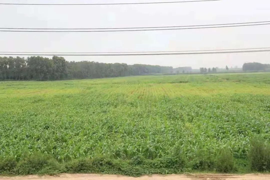 日照鲜纯生态牧业三期总体工程完成90%