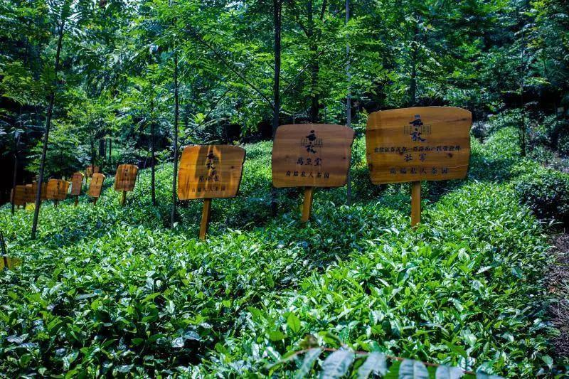 认养一头牛的营销把戏，没想到一年能捞20亿