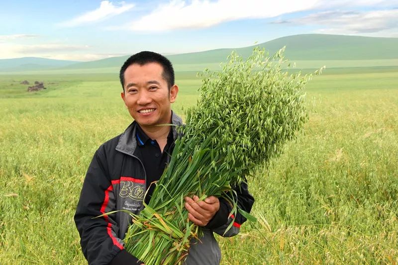 世界500强经理辞职种燕麦:只为种出一碗健康早餐