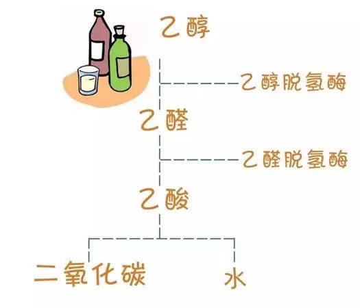为什么有的人一喝酒就脸红?
